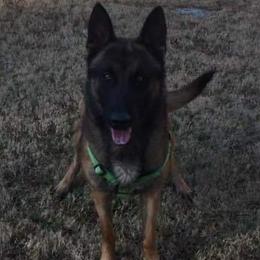 Belgian Malinois from Granite City Kennel