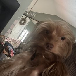 Jackson - Yorkshire Terrier