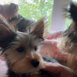 Yorkshire Terrier Puppies from Rosey’s Yorkies