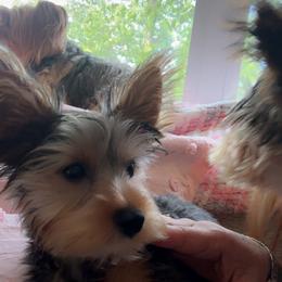 Yorkshire Terrier Puppies from Rosey’s Yorkies