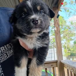 Amber (yellow) - Black tri-color female Australian Shepherd puppy in Okeechobee, Florida from Rothsolid Puppies