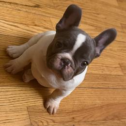 Pied boy 2 spot on back - Blue male French Bulldog puppy in Pennsylvania from R & C French Bulldogs