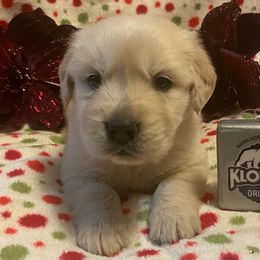 Polar Bear - Light golden Golden Retriever puppy in Grant County, Indiana from On The Sunny Side Pavey Farms