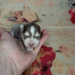 Girl 1 - Lavender female Pomsky puppy in Spring Hill, Florida from www.PuppyTimeEmporium.com