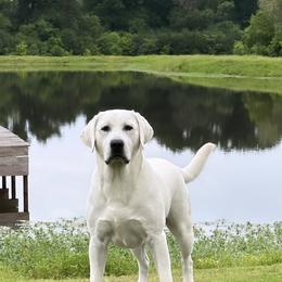 Labrador Retriever Puppies from Bohlken Labradors
