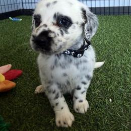 S'mores Long Coat - White and black female Dalmatian puppy in Sedalia, Missouri from Missouri Dalmatians