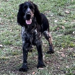 Dixie - English Springer Spaniel