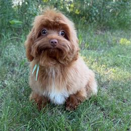 Sandi - Red female Cavapoo puppy in Beresford, South Dakota from DAKOTA DOOD RANCH