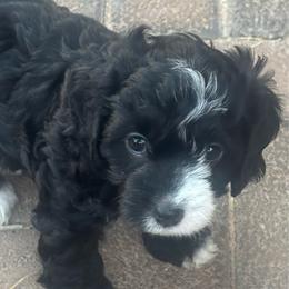 Barbie - female Cavapoo puppy in Las Cruces, New Mexico from Mayflowers Cavalier Spaniels