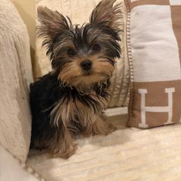 Ted - Black and tan male Yorkshire Terrier puppy in Illinois from Pretty Little Yorkies