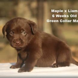 Green - Chocolate male Labrador Retriever puppy in Huntington, Texas from Soggy Bottom Retrievers