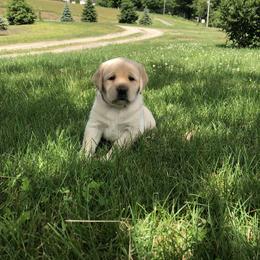 Labrador Retriever Puppies from New England Premier English Labradors