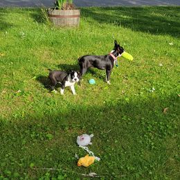 Boston Terrier Puppies from The Christian Bostons