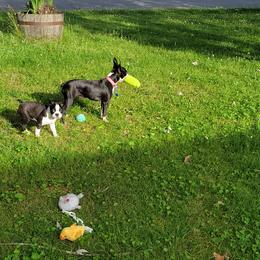 Boston Terrier Puppies from The Christian Bostons