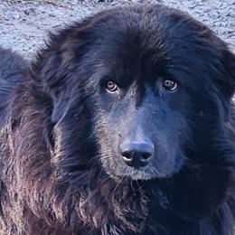 Colorado Mountain Dogs from Victory Family Farm
