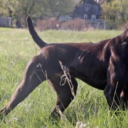German Shorthaired Pointers from KMK Shorthairs