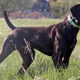 German Shorthaired Pointers from KMK Shorthairs