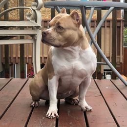 Honey - American Bully