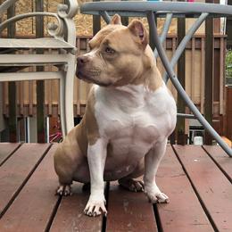 Honey - American Bully