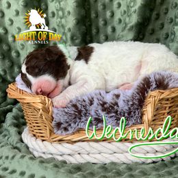 Poodle Puppies from Light of Day Kennels