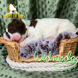Poodle Puppies from Light of Day Kennels