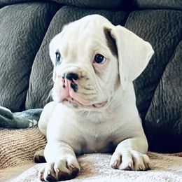 Boy 3 - male Boxer puppy in Marianna, Florida from Northwest Florida Boxers