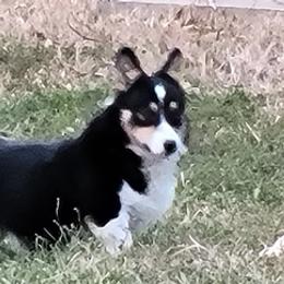 Pembroke Welsh Corgis from Kelly's Corgis