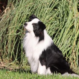 Bryce - Border Collie