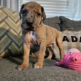Yang - Merle male Great Dane puppy in Jerusalem, Arkansas from Mara Danes
