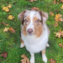 Pink - Australian Shepherd