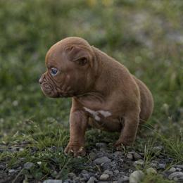 Libby - Brown female American Bully puppy in Puyallup, Washington from Gamer Bullyz