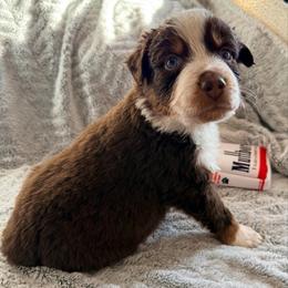 Sam - Red tri-color male Australian Shepherd puppy in Atkinson, Illinois from Diamond Ridge Aussies