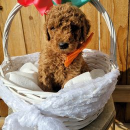 Goldendoodle Puppies from Heavenly Goldendoodles