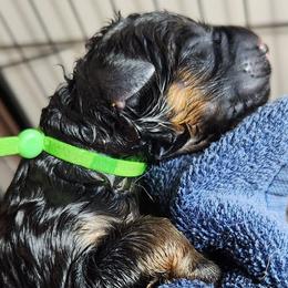 Girl 4 - Black and red female German Shepherd puppy in Roanoke, Alabama from Von Schönen Träumen German Shepherds