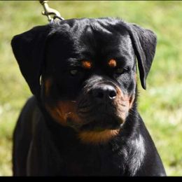 Gia - Rottweiler