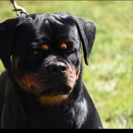 Gia - Rottweiler