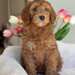 Mazda - Red  female Goldendoodle puppy in Yuciapa, California from AlltheDoodlez_