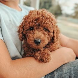 Remi - Red  male Poodle puppy in Benton, Illinois from J & J Miniature Poodles