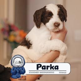 Parka - Brown and white female Sheepadoodle puppy in Cleveland, Tennessee from Narrow Path Old English & Sheepadoodles