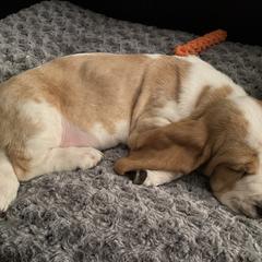 Basset Hound Puppies from Fancy Hounds