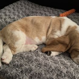 Basset Hound Puppies from Fancy Hounds