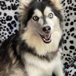Gemma - Pomsky