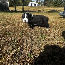 Australian Shepherd Puppies from Hamilton Farms