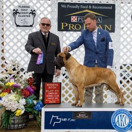 Maria - Bullmastiff