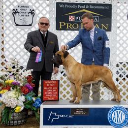 Maria - Bullmastiff
