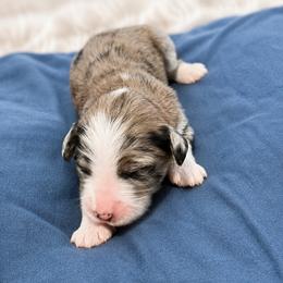 Treat - Chocolate merle female Bernedoodle puppy in Springville, Utah from Oodles of Bernedoodles