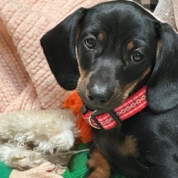Sasafras  (Sassy)  or Reeses - Dachshund puppy from Doxie Acres