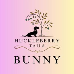 Bunny - Cream female Dachshund puppy in Sumrall, Mississippi from Huckleberry Tails