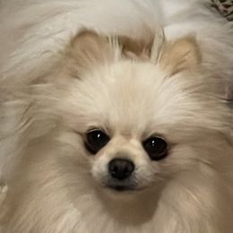 EMMA - Pomeranian