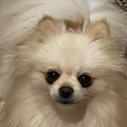 EMMA - Pomeranian